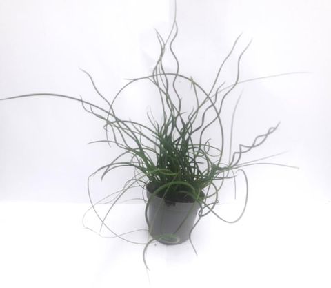 Juncus effusus spiralis