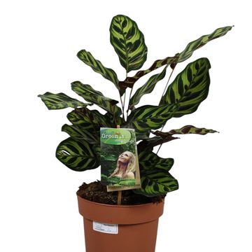 Calathea makoyana