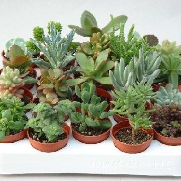 Succulenten MIX