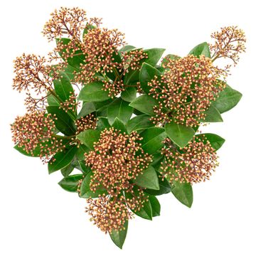 Skimmia japonica DELIGHT