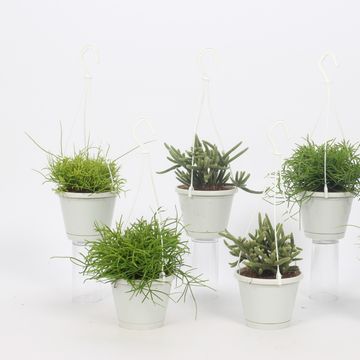 Rhipsalis MIX