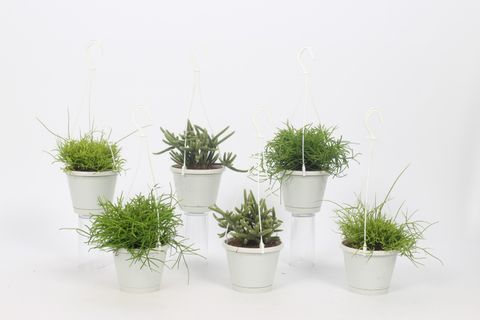 Rhipsalis MIX