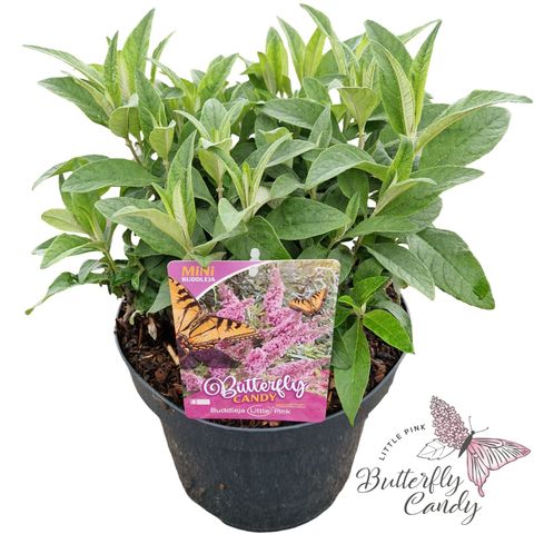 Buddleja davidii BUTTERFLY CANDY LITTLE PINK