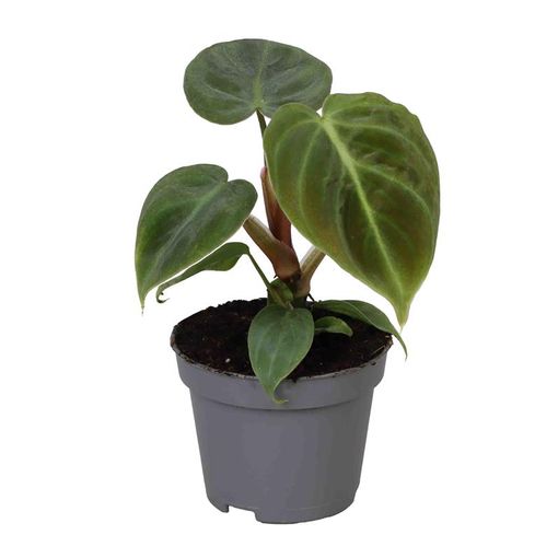 Philodendron 'El Choco Red'