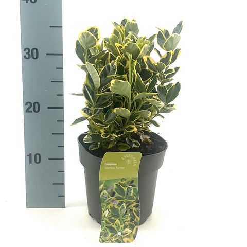 Euonymus japonicus MARIEKE