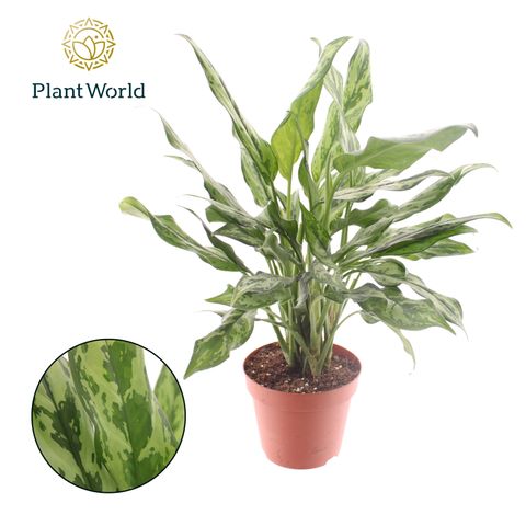 Aglaonema 'Miss Juliette'