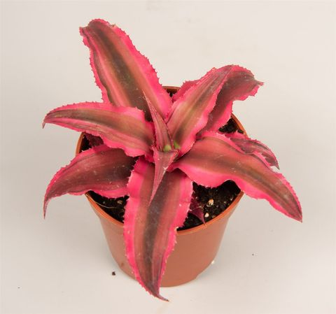 Cryptanthus bivittatus 'Rubin Star'