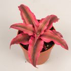 Cryptanthus bivittatus 'Rubin Star'