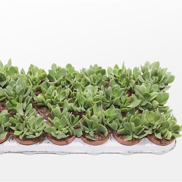 Crassula ovata 'Minova Magic'
