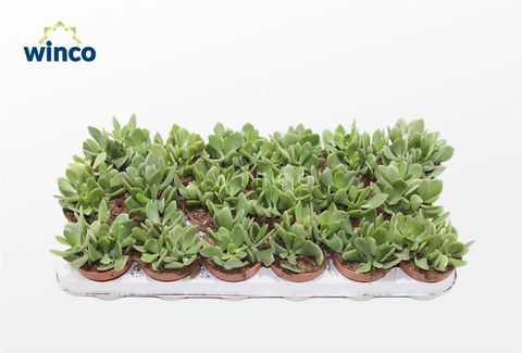 Crassula ovata 'Minova Magic'