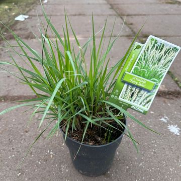 Pennisetum 'Fairy Tails'