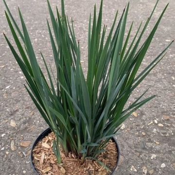 Dianella revoluta LITTLE REV