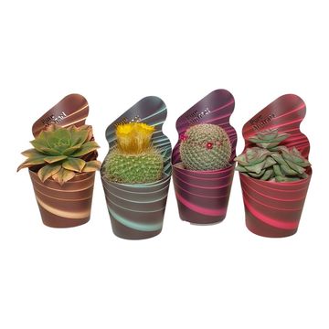 Cactus / Succulents MIX