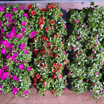 Calibrachoa MINIFAMOUS MIX