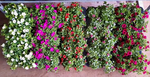 Calibrachoa MINIFAMOUS MIX