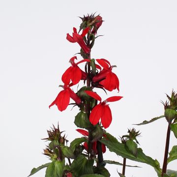 Lobelia x speciosa 'Fan Scarlet'