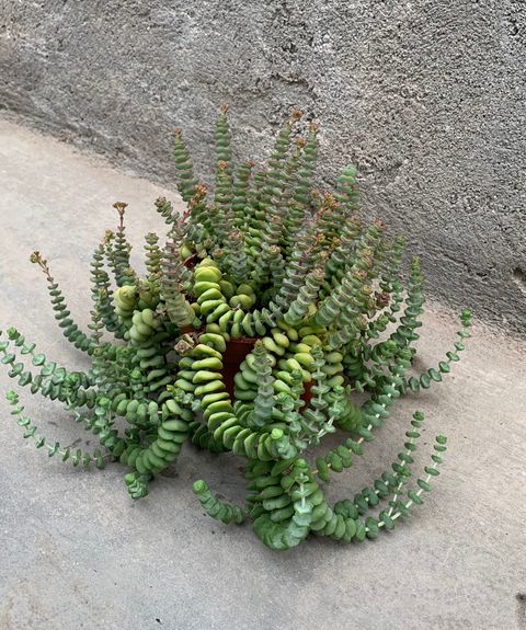 Crassula marnieriana