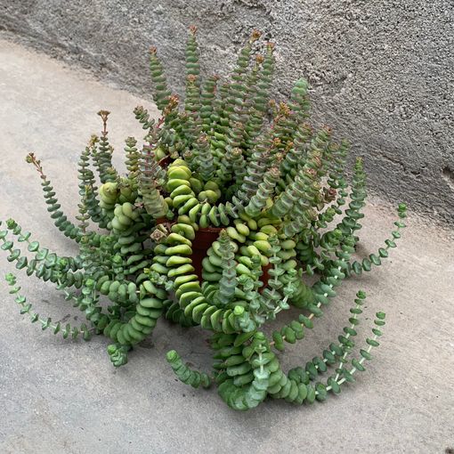 Crassula marnieriana