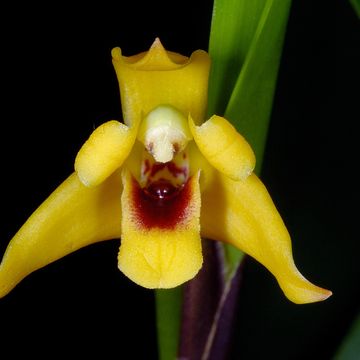 Maxillaria variabilis