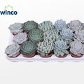 Echeveria MIX
