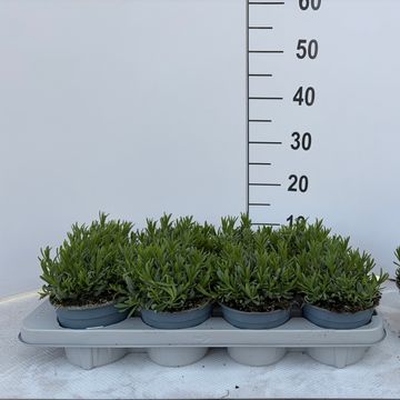 Lavandula angustifolia 'Essence Purple'