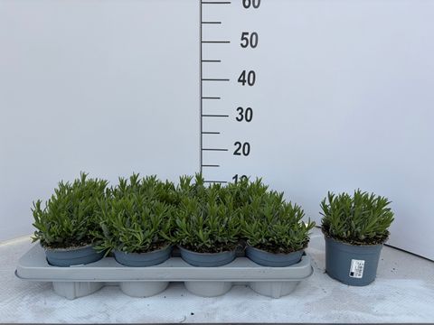 Lavandula angustifolia 'Essence Purple'