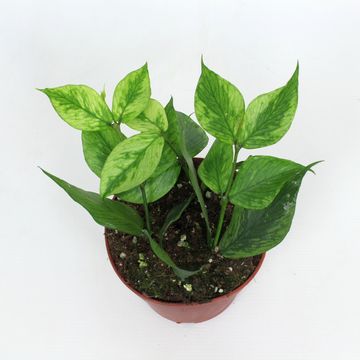 Hoya polyneura (mutation RC)