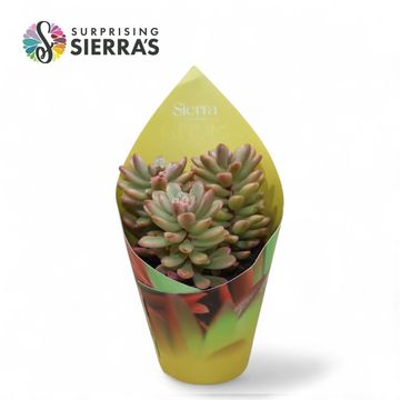 Sedum x rubrotinctum 'Aurora'