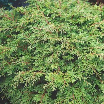 Chamaecyparis obtusa 'Pygmaea'