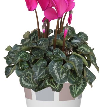 Cyclamen persicum SUPER SERIE S ALLURE MIX