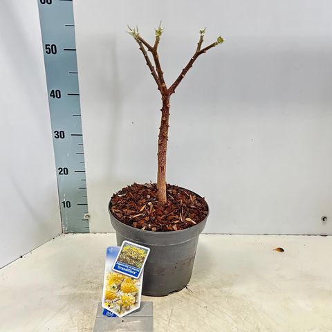 Edgeworthia chrysantha 'Grandiflora'