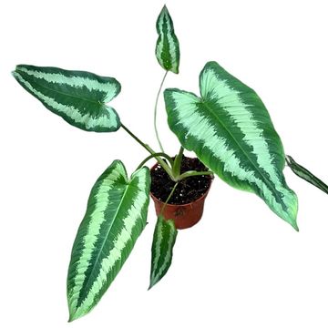 Schismatoglottis wallichii