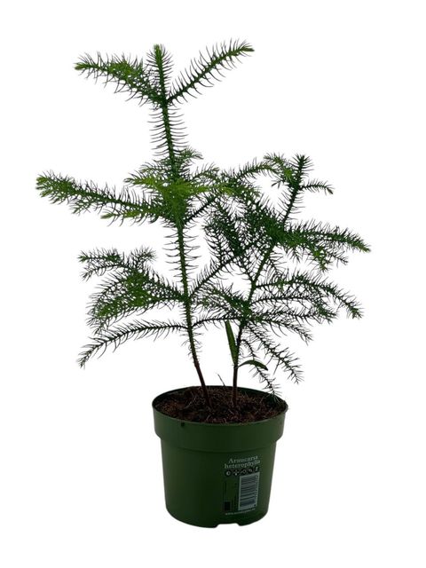 Araucaria heterophylla