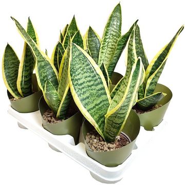 Sansevieria trifasciata