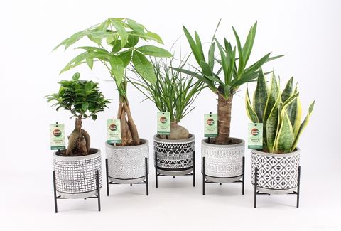 Houseplants MIX