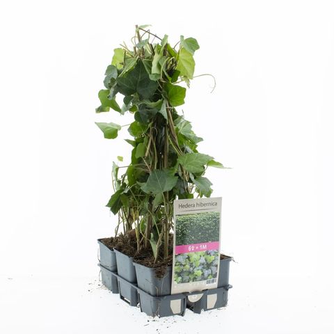 Hedera hibernica