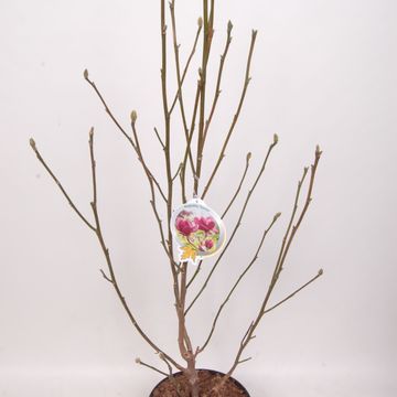 Magnolia 'Genie'