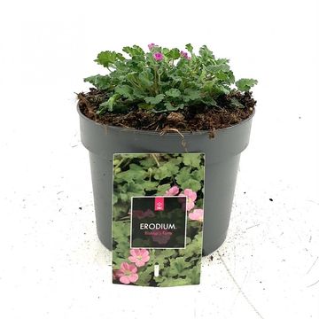 Erodium x variabile 'Bishop's Form'