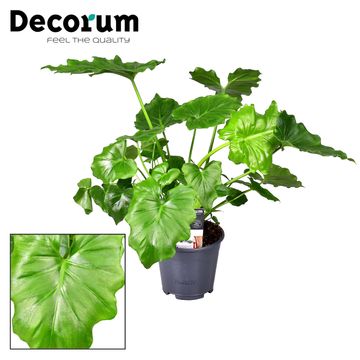 Philodendron 'Shangri La'