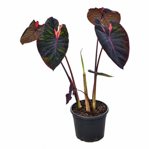 Colocasia 'Hybrid Purana'