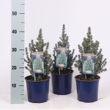 Picea glauca 'Sander's Blue'