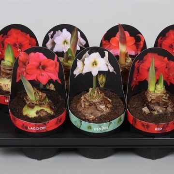 Hippeastrum MIX