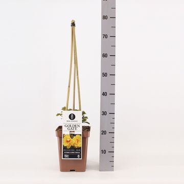 Rosa GOLDEN GATE