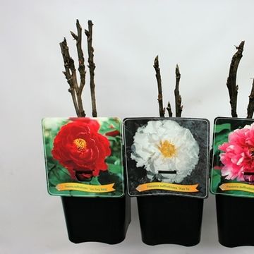 Paeonia suffruticosa MIX