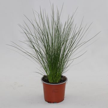 Juncus effusus 'Pencil Grass'