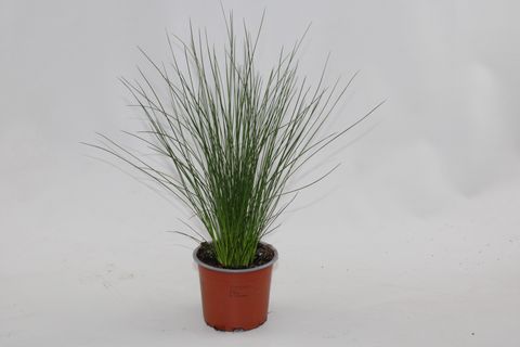 Juncus effusus 'Pencil Grass'