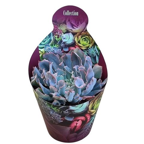 Echeveria 'Trumpet Pinky'