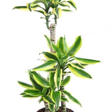 Dracaena fragrans 'Lemon Dream'