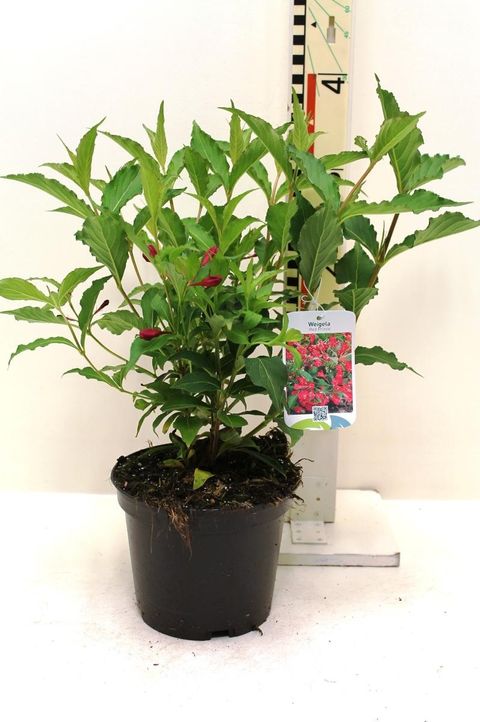 Weigela 'Red Prince'