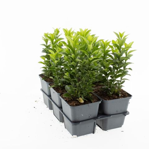 Euonymus japonicus 'Green Spire'